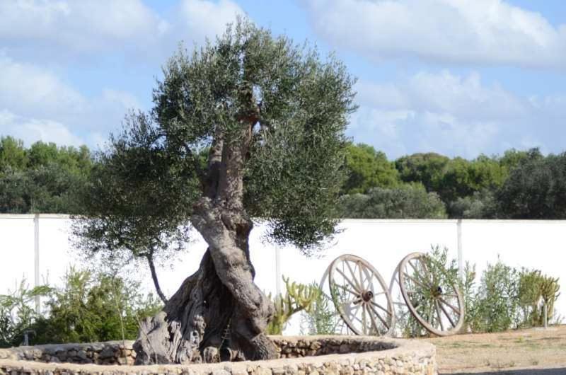 Villa Arneide Bed And Breakfast Torre Lapillo Luaran gambar
